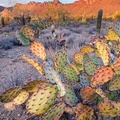 Prickly Pear Cactus, Saguaro National Park, Arizona, USA - Jack Dykinga